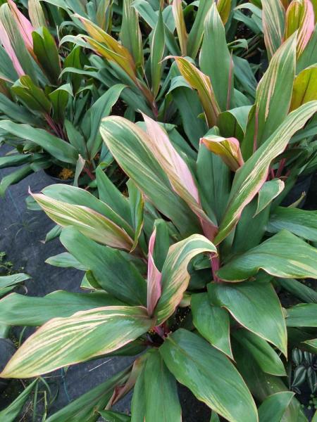 Cordyline