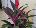 Cordyline Purple Prince 10"