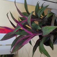 Cordyline Purple Prince 10