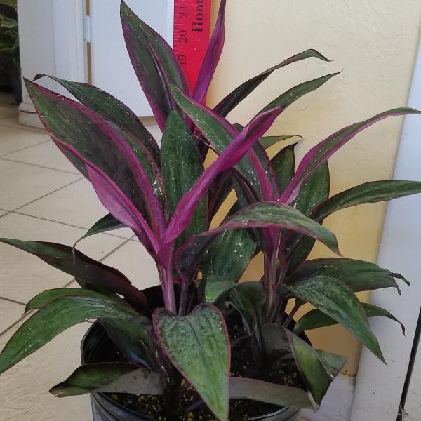 Cordyline Purple Prince 10"