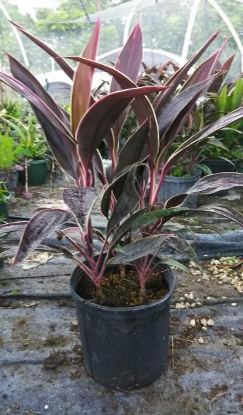 This is a 10" pot, thick leaves, rare variety