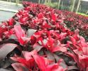 Cordyline Ruby Red