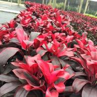 Cordyline Ruby Red