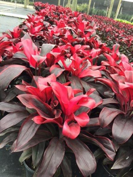 Cordyline Ruby Red