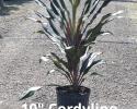 Available in 10" & 14" pots
