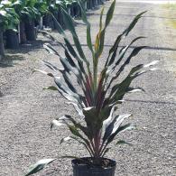 Cordyline Singapore Twist