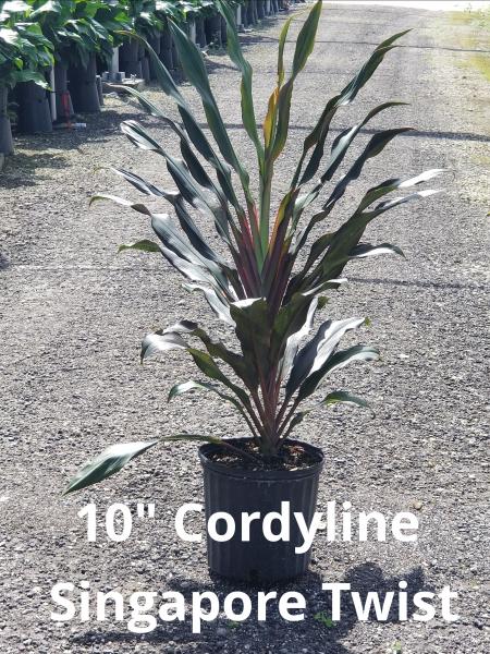 Available in 10" & 14" pots