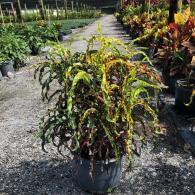 Croton Dreaklock