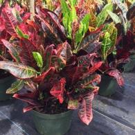 Croton Excellente