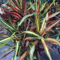 Croton Golden Bell