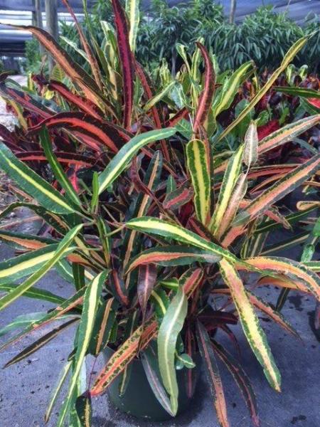 Available in 10" pots