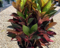 Available in 6", 10" & 14" pots