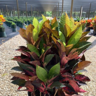 Croton Iceton