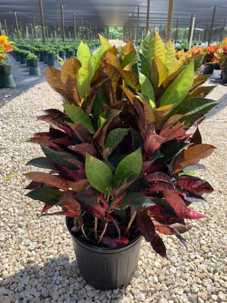 Available in 6", 10" & 14" pots