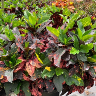 Croton Magnificent