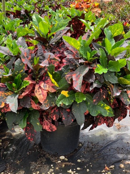 Available in 10" & 14" pots