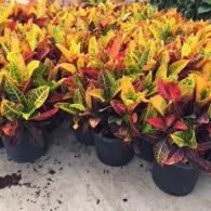 Croton Petra