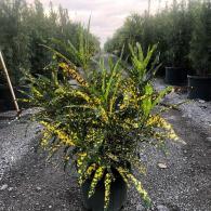 Croton Sloppy Painter