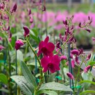 Dendrobium Orchid