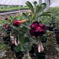 Desert Rose Hybrid