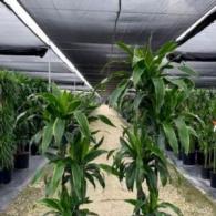 Dracaena Carmen Cane (aka Art)