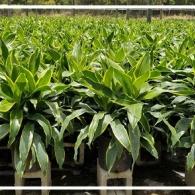 Dracaena Carmen (aka Art)
