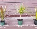 These plants are available from 4" to 14" pots in many different forms; tips, cane, cutback cane, braided trunks, zulu trunks, weaved trunks