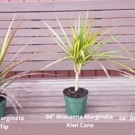 Dracaena Assortment 4