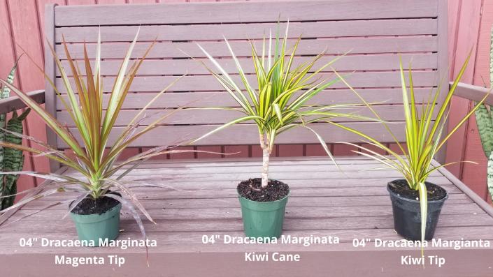 These plants are available from 4" to 14" pots in many different forms; tips, cane, cutback cane, braided trunks, zulu trunks, weaved trunks