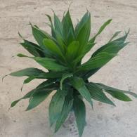 Dracaena Janet Craig