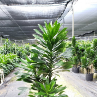 Dracaena Green Jewel Cane 