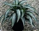 Available 6", 8" & 10" pots, also in cane form 10", 12" & 14" pots