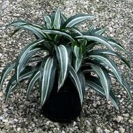 Dracaena Jade Jewel
