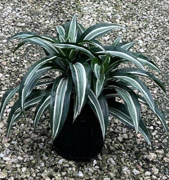Available 6", 8" & 10" pots, also in cane form 10", 12" & 14" pots