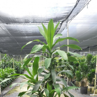 Dracaena Janet Craig Cane 10