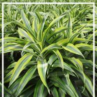 Dracaena Lemon Lime Warneckii