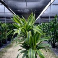 Dracaena Goldstar Warneckii Cane 10
