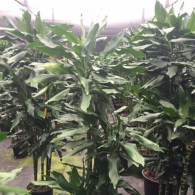 Dracaena Janet Craig Lind Cane