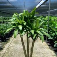 Dracaena Massangeana Wishbone
