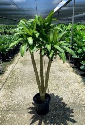 Dracaena Massangeana Wishbone