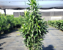 Dracaena Reflexa Column 14"