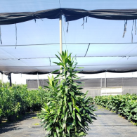 Dracaena Reflexa Column 14