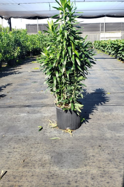 Dracaena Reflexa Column 14"