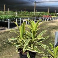 Dracaena Song of India