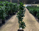 Dracaena Twister Cane 10