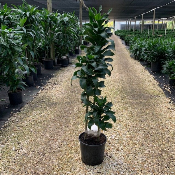 Dracaena Twister Cane 10