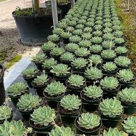 Echerveria Blue Atol 6 inch
