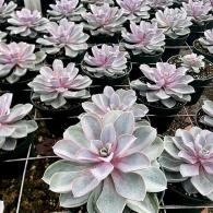 Echeveria Von Nurnberg 6 inch