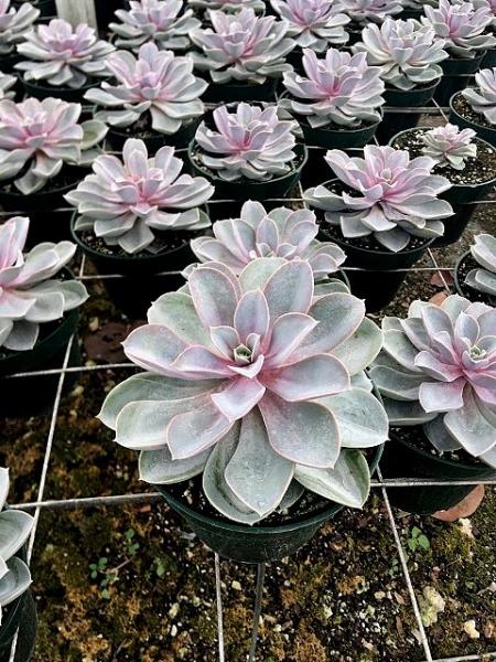 Echeveria Von Nurnberg 6 inch