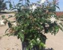 A beautiful blooming plant with white blossoms.
Available in 6", 10" & 14" pots